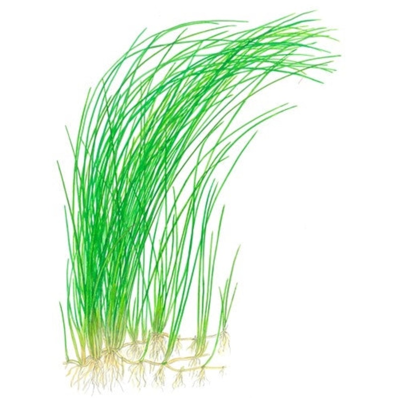 Tropica Potted Eleocharis montevidensis*