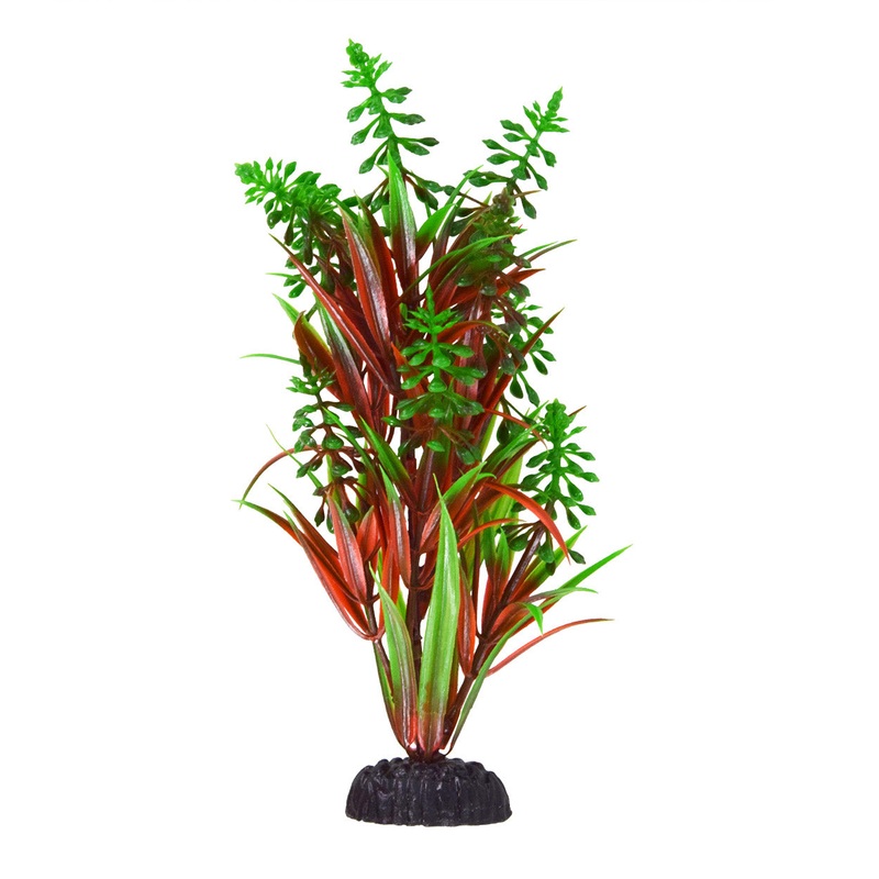 Underwater Treasures Dragon Leaf Green Tip Plant