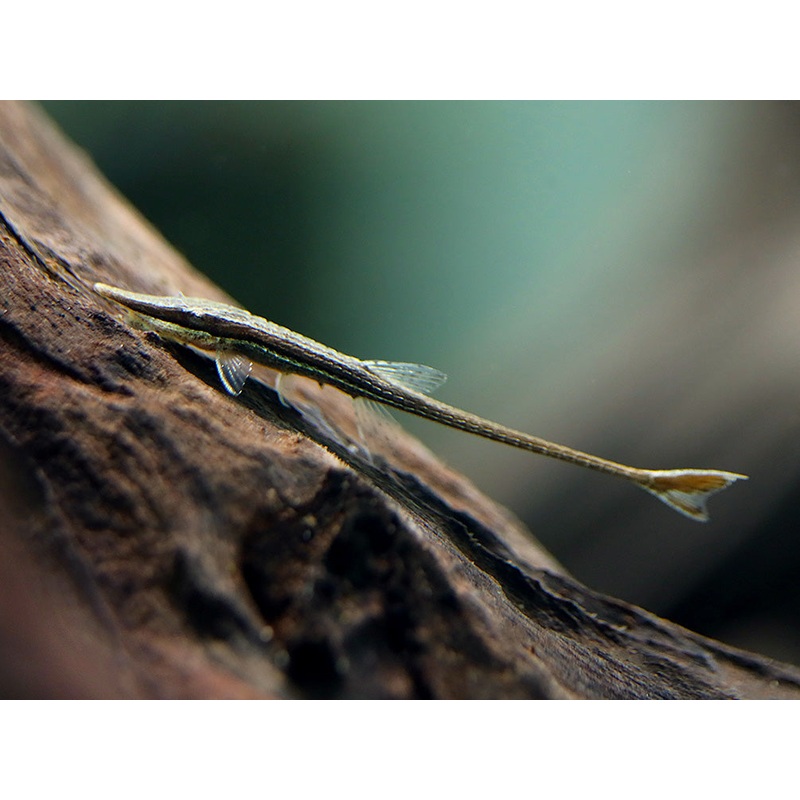 Amazon Whiptail Catfish (Farlowella amazonum) – Tank Bred 1 Fish