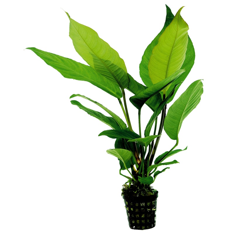 Anubias Heterophylla 5cm pot