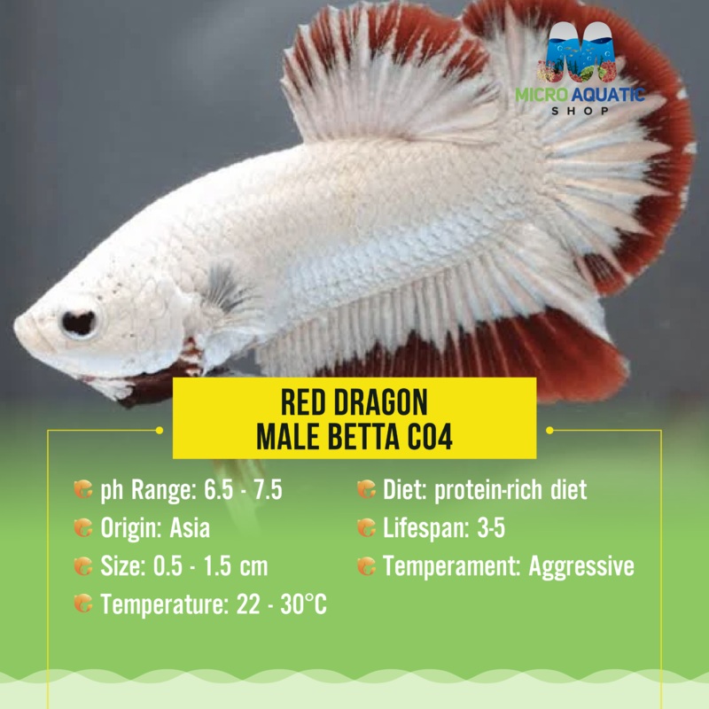 Betta – Red Dragon Plakat 1 male