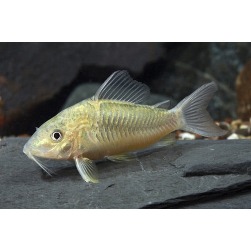 Emerald Green Corydoras