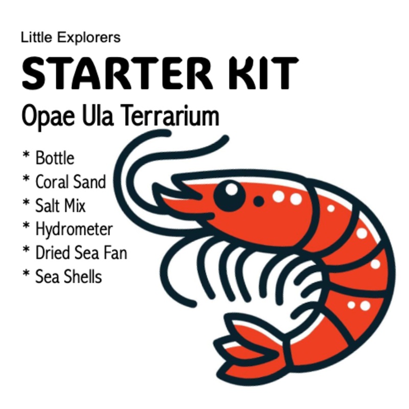 STARTER KIT – Opae Ula Terrarium