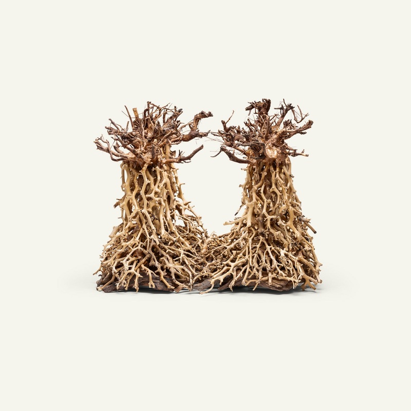 UNS Bonsai 003 L003-S