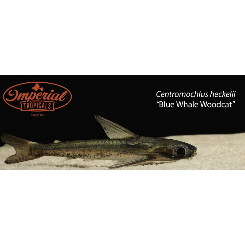 Blue Whale Woodcat 2-3″ Unsexed