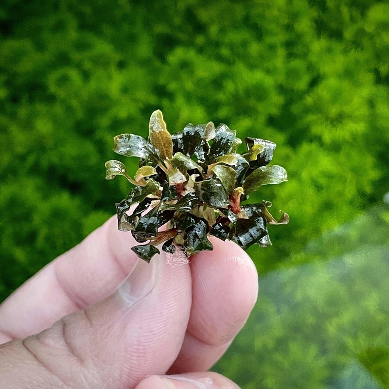 Bucephalandra Purple Mini Bare-root Plants