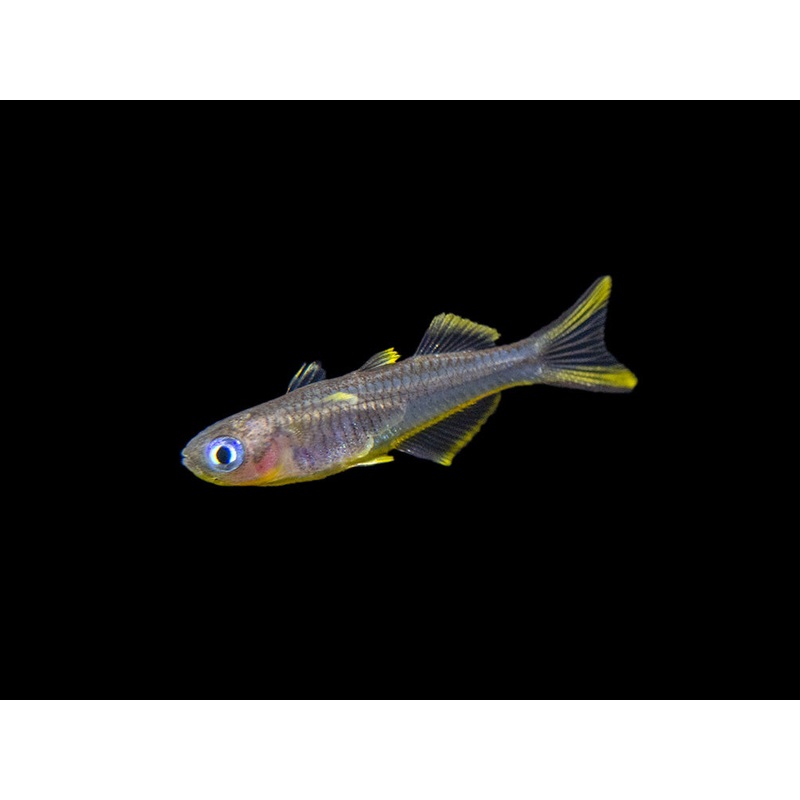 Forktail/Furcata Blue Eye Rainbowfish (Pseudomugil furcatus) – Tank-Bred! School of 3