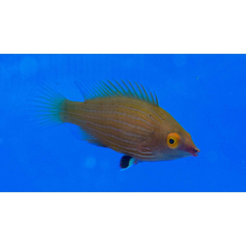 Pink Streak Wrasse