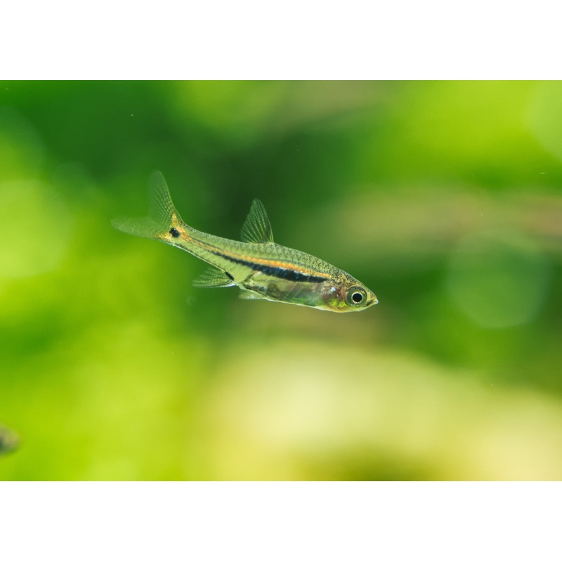 Red Tail Rasbora 3.5-4cm