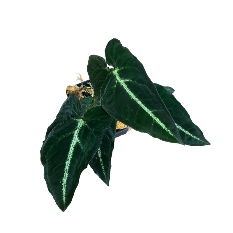 Syngonium rayii 3 leaf cutting