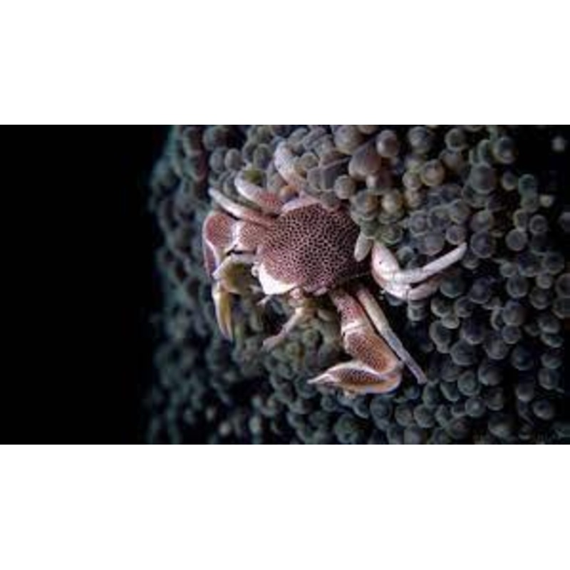 Anemone Crab