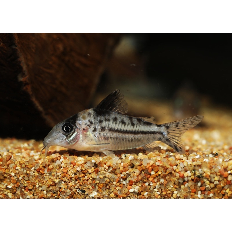 Corydoras – Incolicana 4-5cm