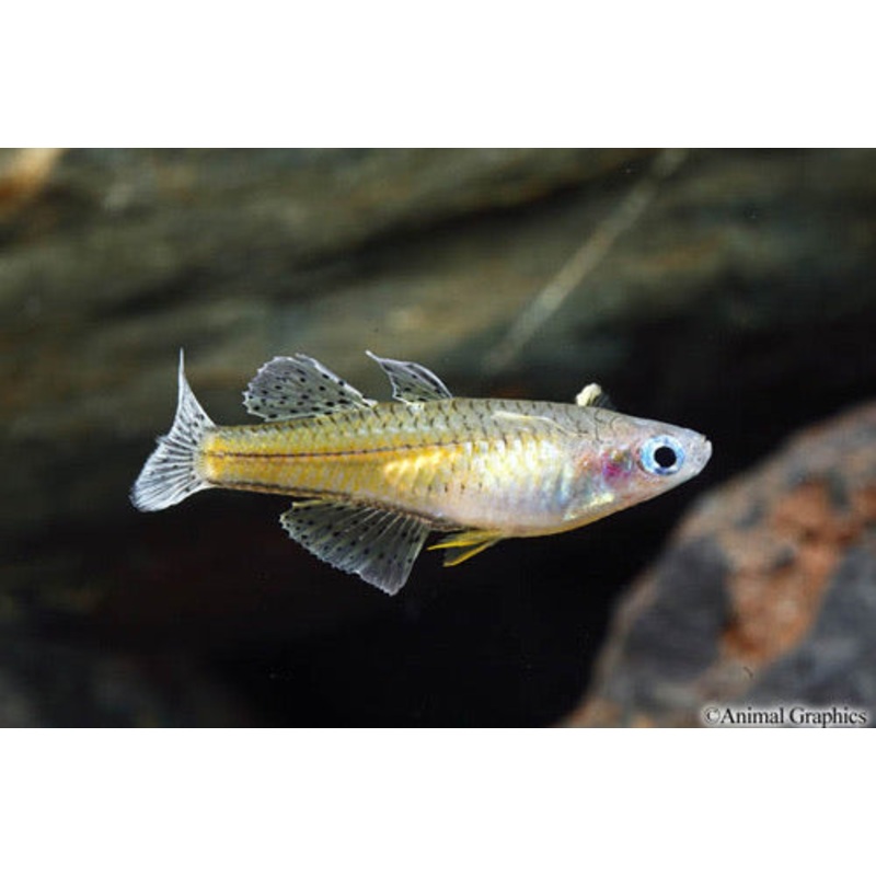 Gertrudae Spotted Blue Eye Rainbowfish