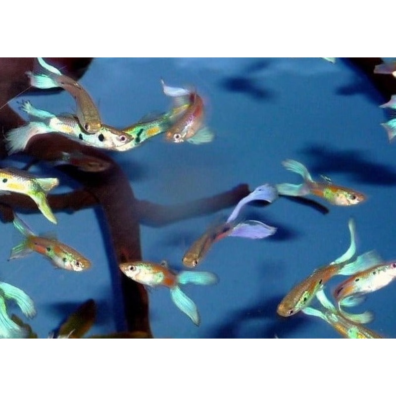 Guppy Male Blue Scissortail 3-3.5cm