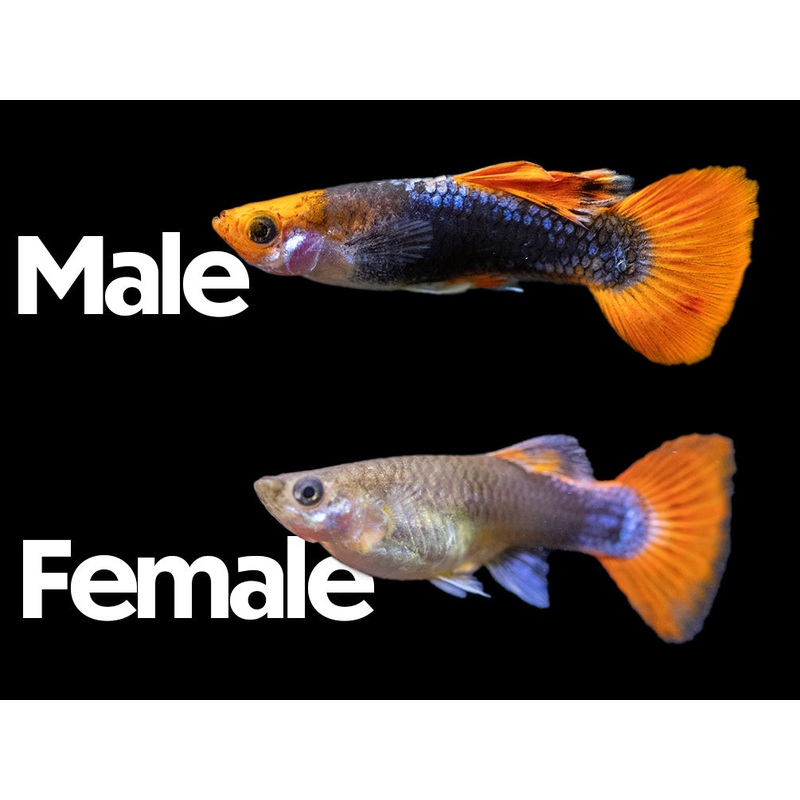 Koi Tuxedo Guppy (Poecilia reticulata), Tank-Bred! 1 Male/Female Pair