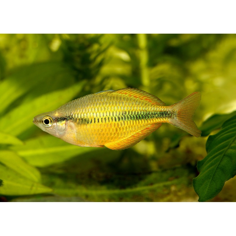 Lake Tebra Rainbowfish – M. herbertaxelrodi 5-6cm