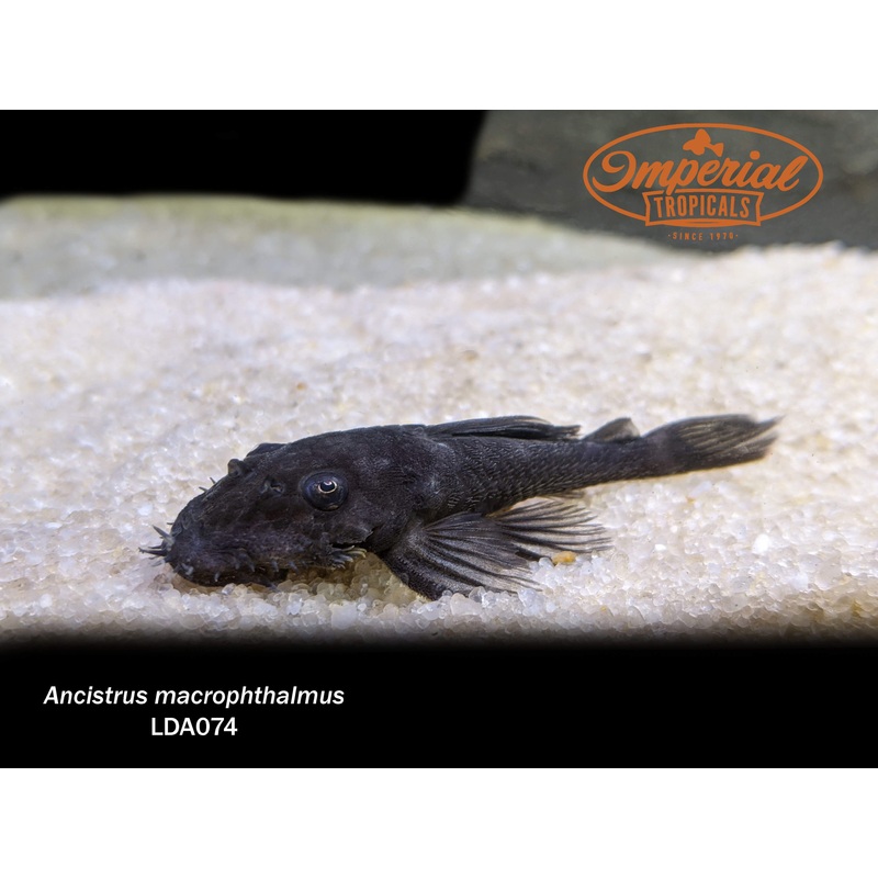 LDA074 Blue Medusa Pleco 2″ Unsexed