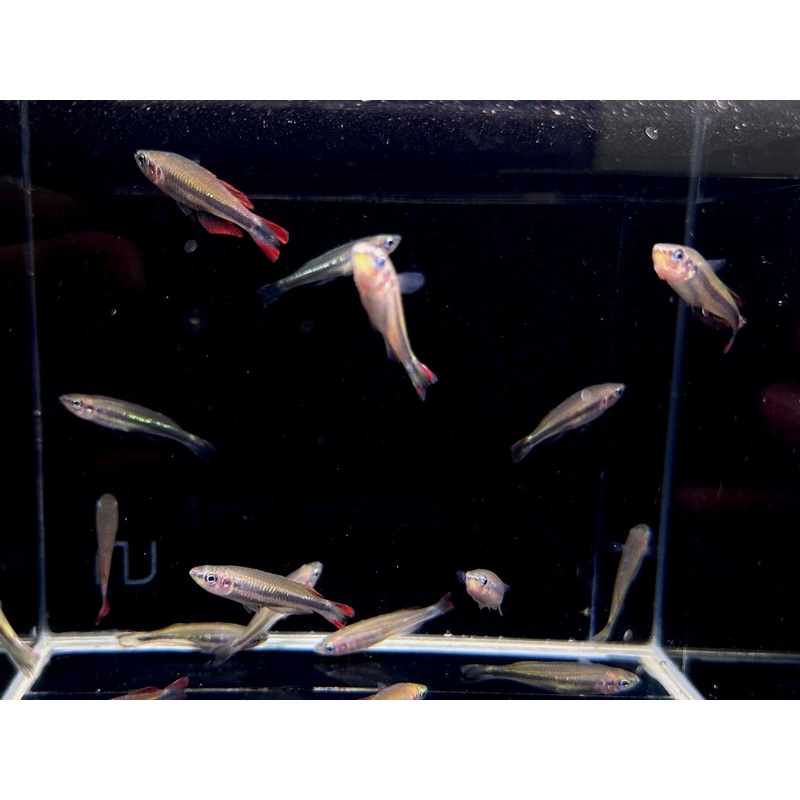 Madagascar Rainbow Fish