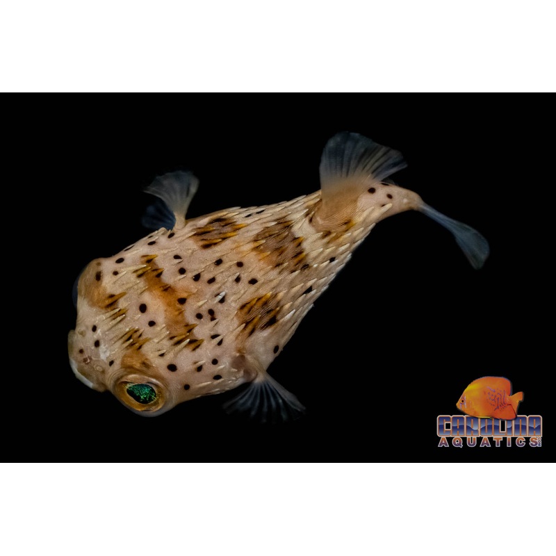 Puffer – Porcupine Med