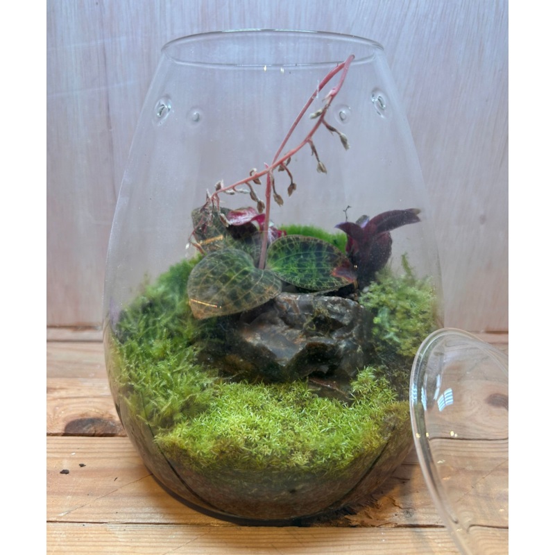 SPECIES TERRARIUM – (Drops Jar / Jewel Orchid)