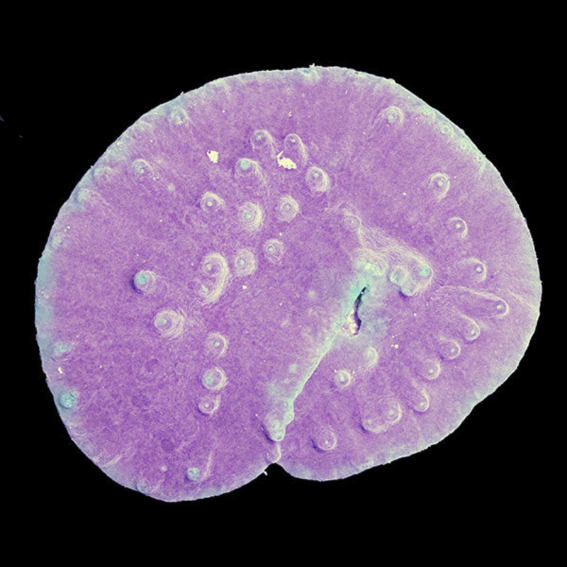 WYSIWYG cultured Plating Turbinaria
