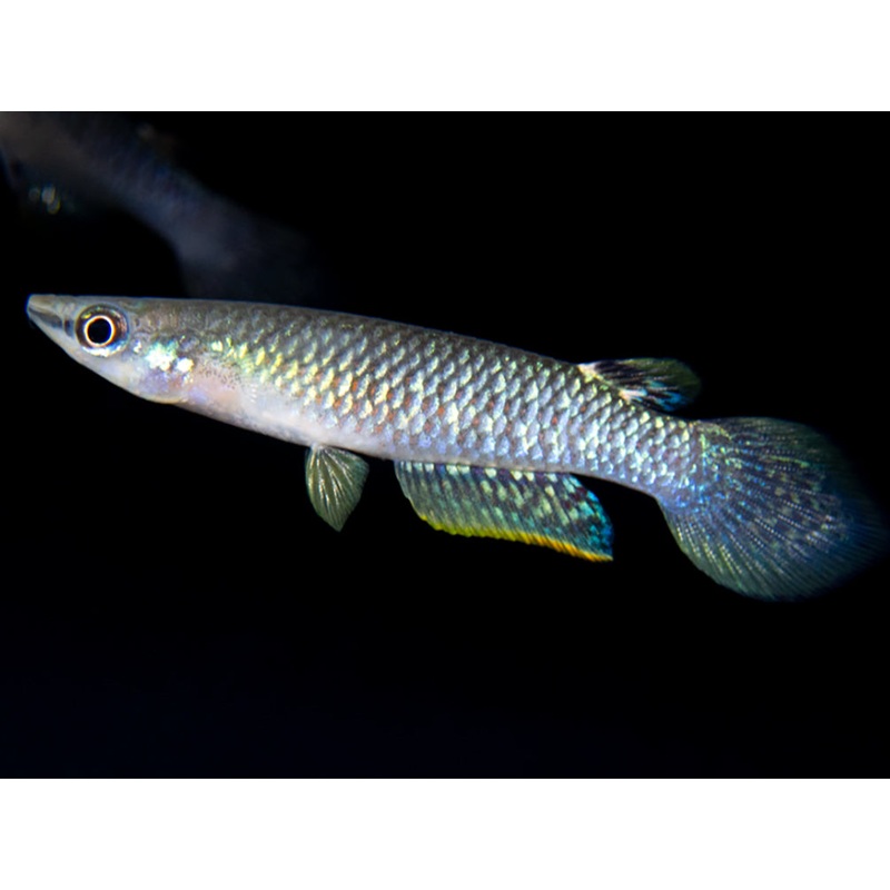 Blue Panchax Killifish (Aplocheilus panchax) – Tank-Bred! School of 3