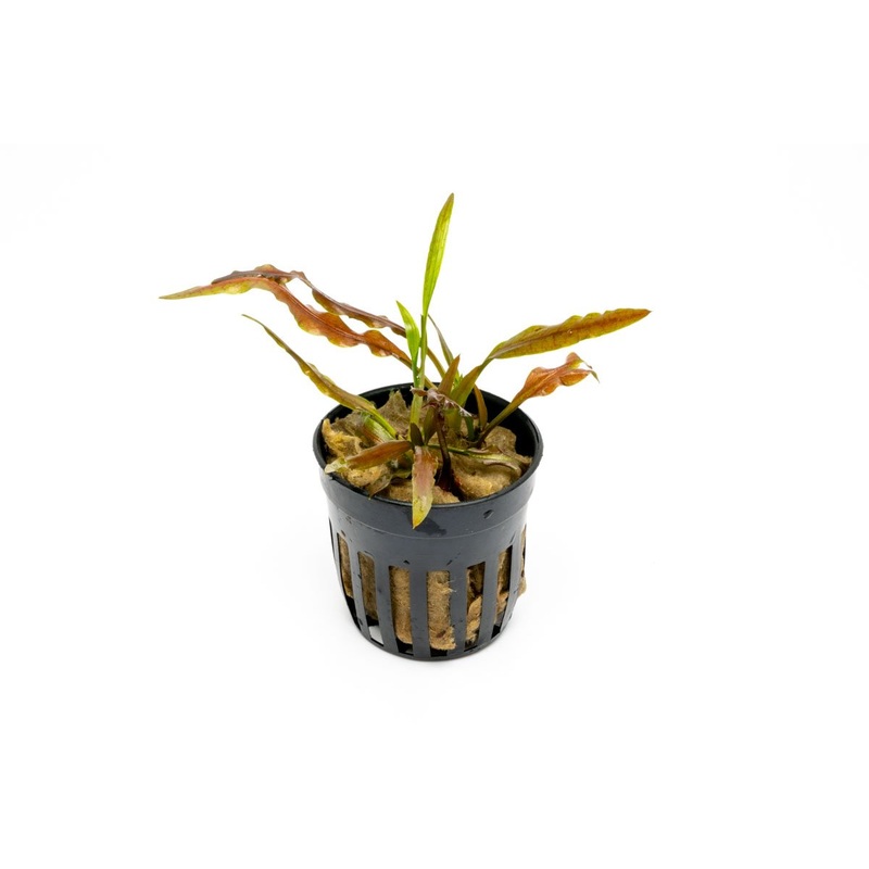 Cryptocoryne Albida Costata