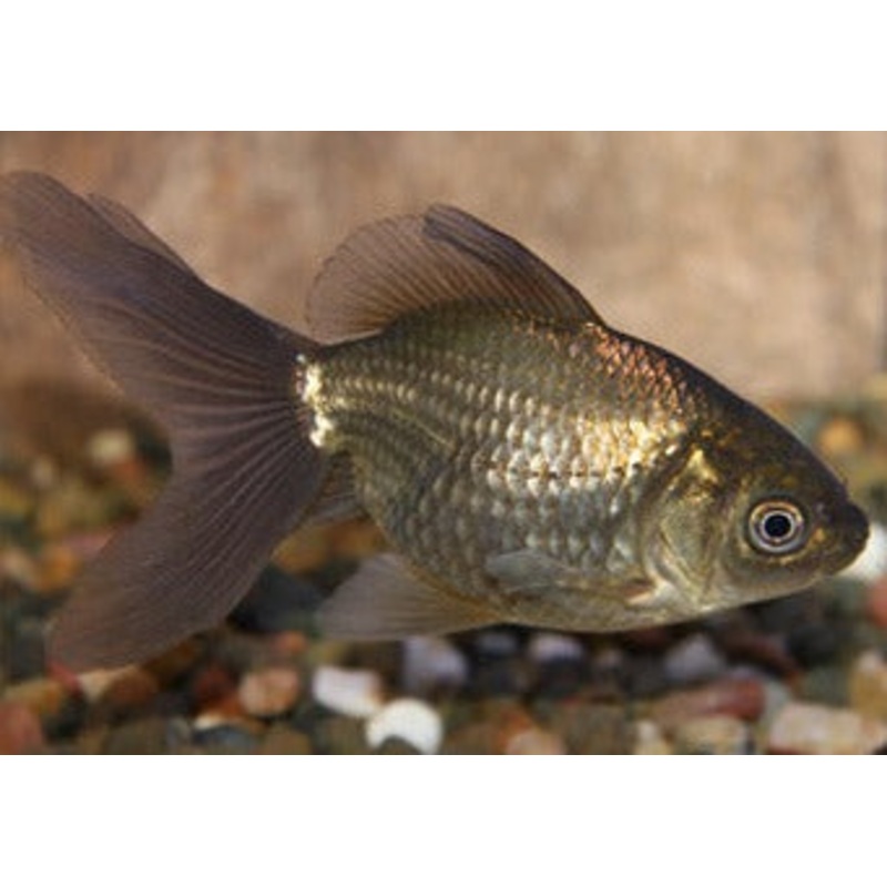 Goldfish – Bronze 4-6cm