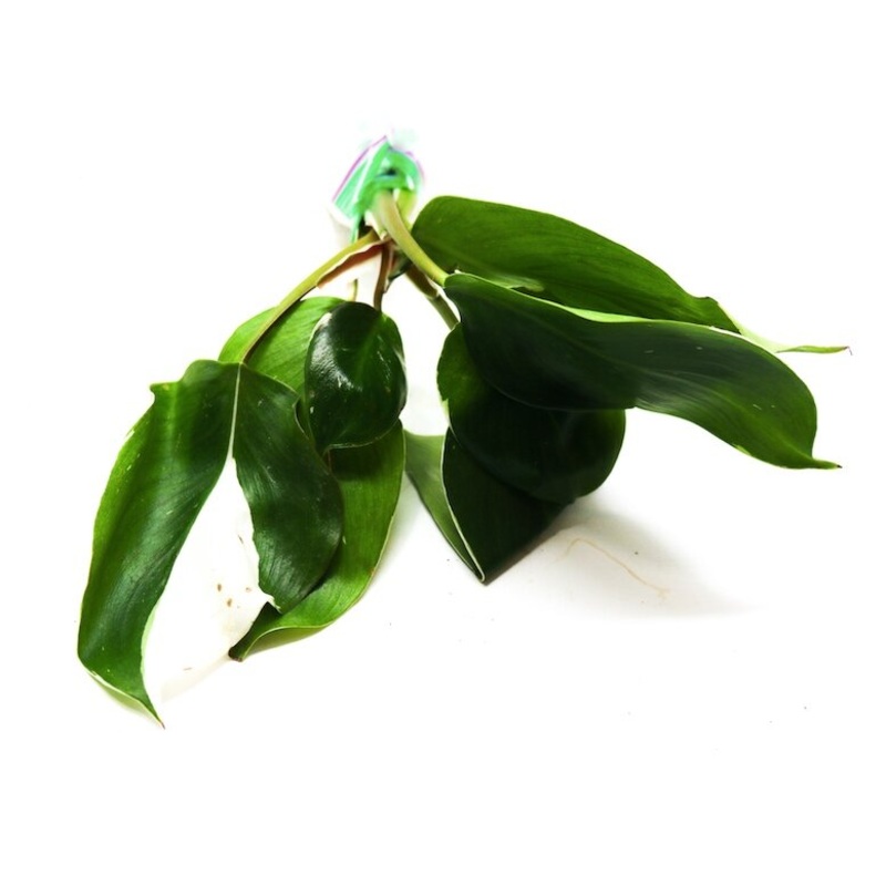 Philodendron erubescens hybrid “White Wizard” 1 leaf cutting
