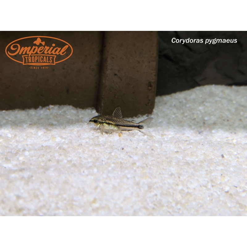 Pygmy Gastrodermus (3 Pack) 0.25-0.5″ Unsexed