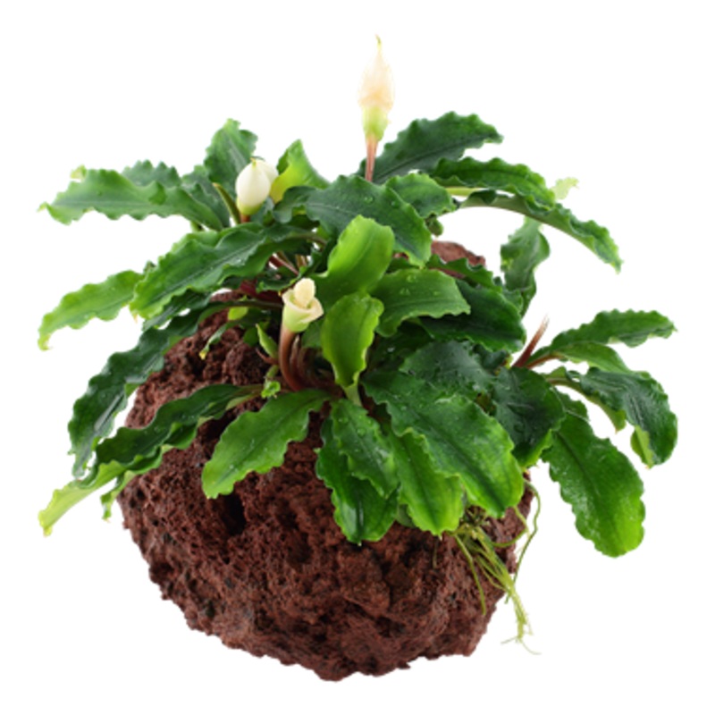 Tropica DecorRock Bucephalandra sp Wavy Green