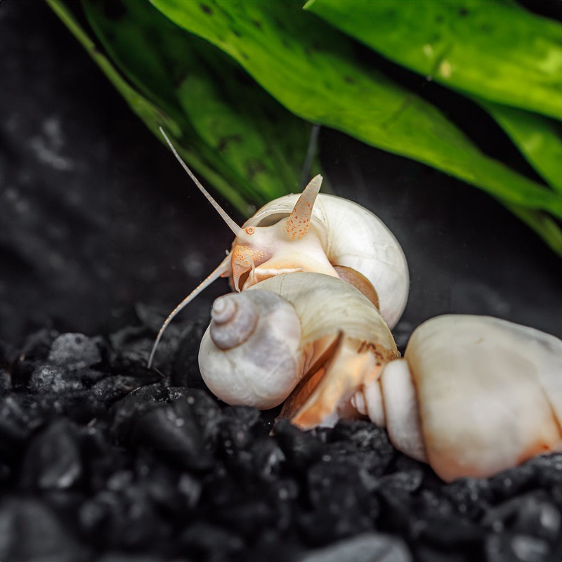 3 Ivory Mystery Snails 3 Pack