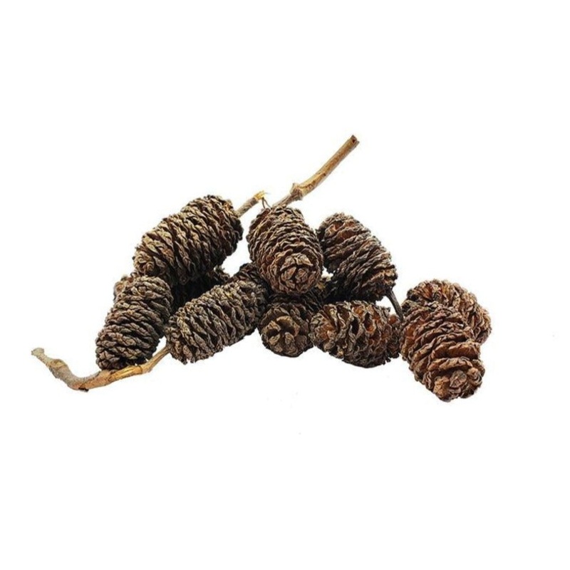 Alder Cone 2-3cm