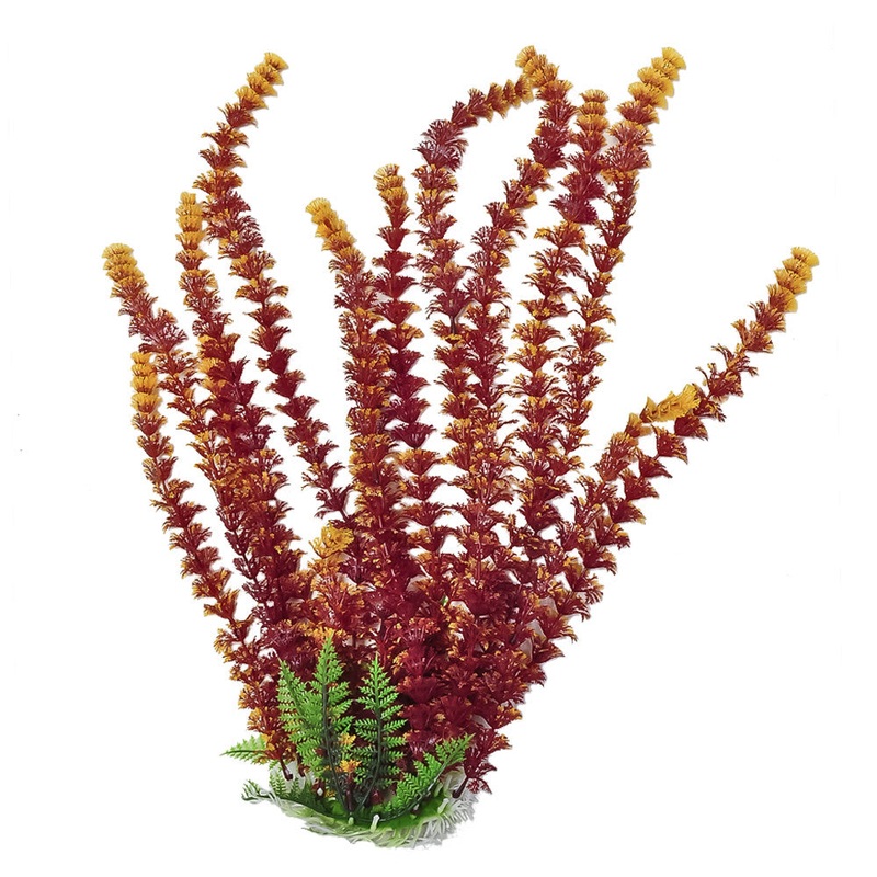 AquaTop Aquarium Plant Fire Cabomba 6 Inch
