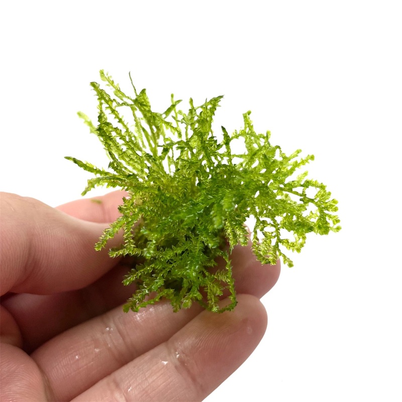 Weeping Moss Loose Portion