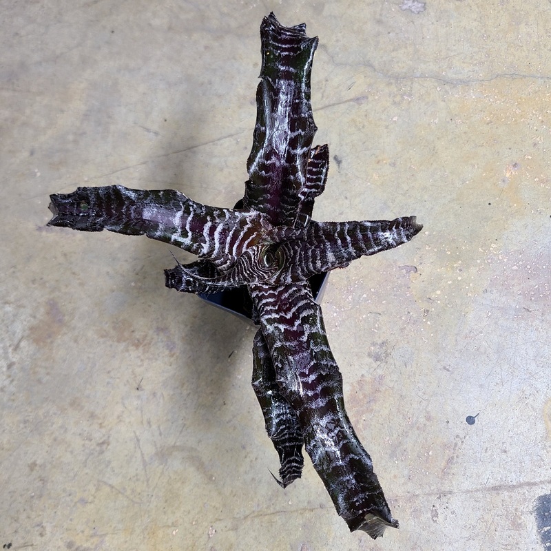 Cryptanthus “Black Mystic” Pup