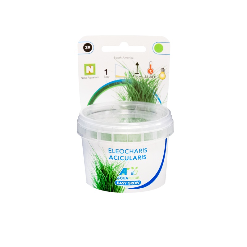 Eleocharis Acicularis – Easy Grow