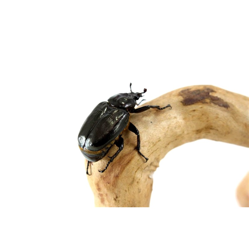 Hermit Beetle