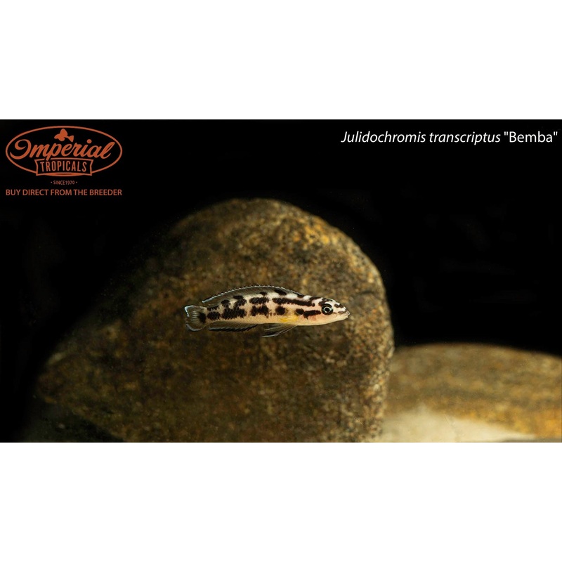 Julidochromis transcriptus “Bemba” 1-2″ Unsexed