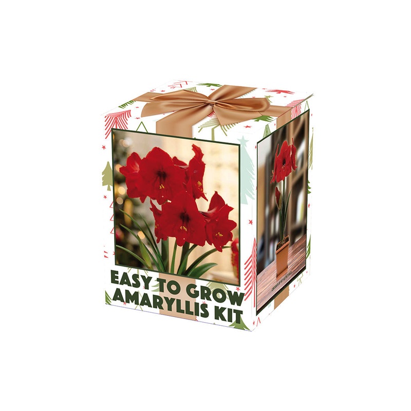 Netherland Bulb Company Amaryllis Galaxy