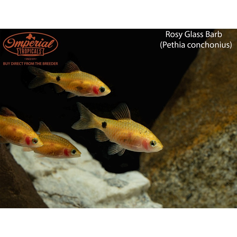 Rosy Glass Barb 1-2″ Unsexed