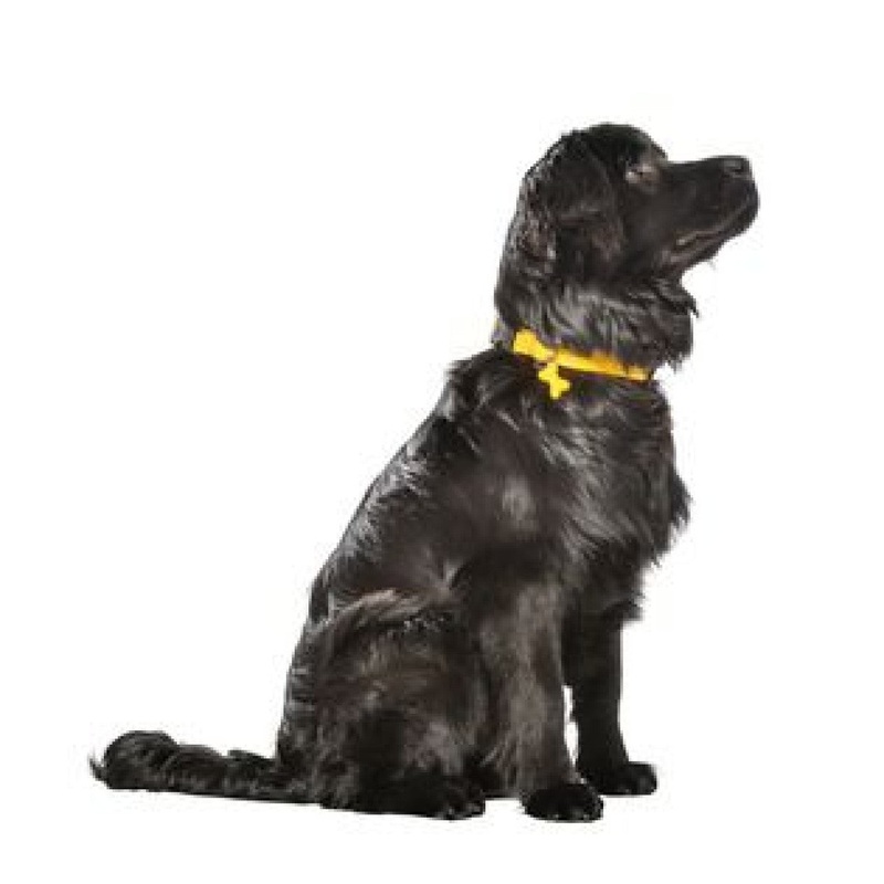 Safe Collar – Yellow / XS