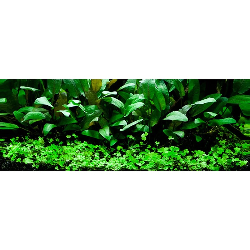Scaped For You Collection – Layout 66 (48L) Easy