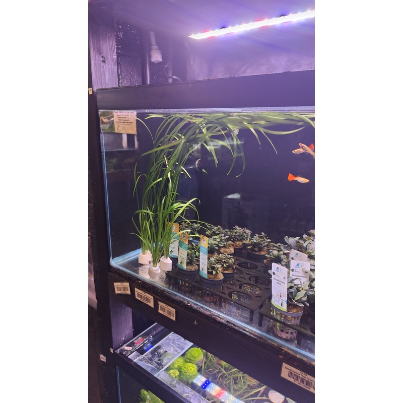 XL Sagittaria Bunch