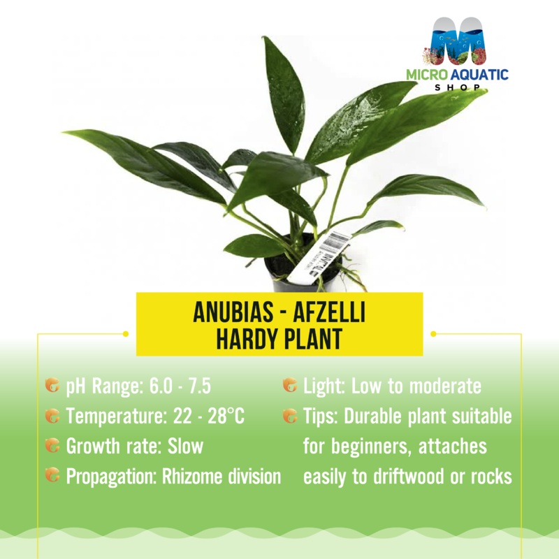 Anubias – Afzelli – Hardy Plant 1 Anubias afzelii – Mini Driftwood