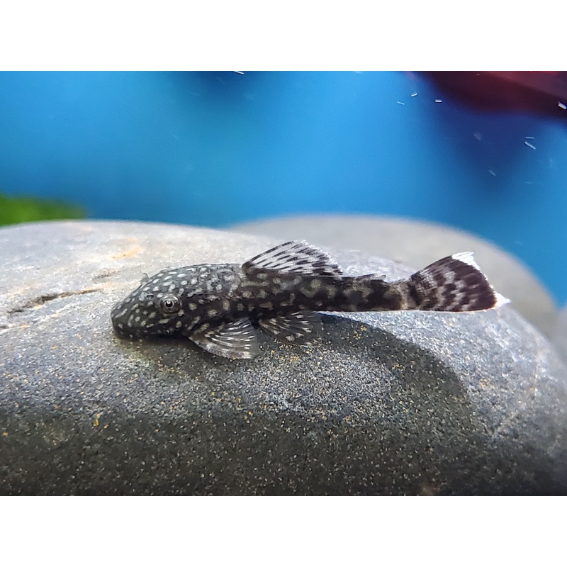 Bristlenose Pleco 3″ – 4″