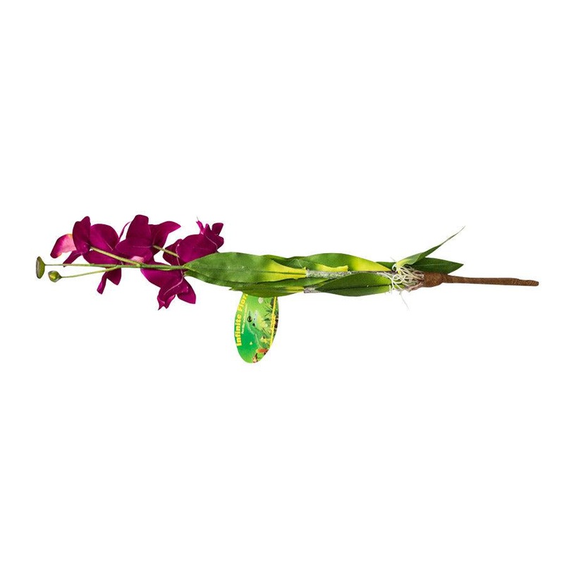 Lucky Reptile Orchid with Stem Ilia