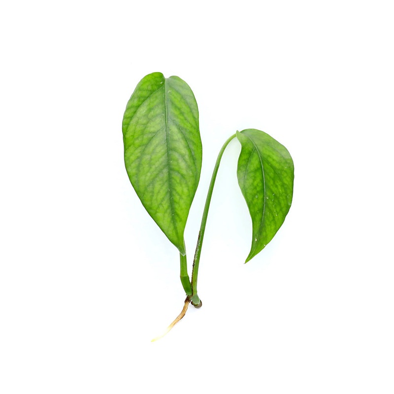 Epipremnum Pinnatum Plant  Node/Leaf Cutting 1 Node