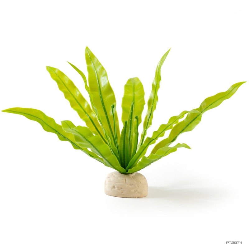 Exo Terra Bird’s Nest Fern Plant