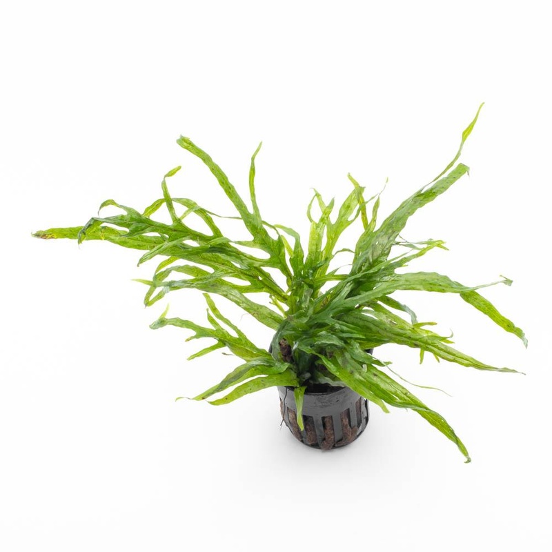Java Fern Trident Mini Pot
